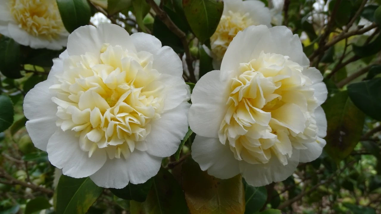 C. japonica 'Brushfield's Yellow'